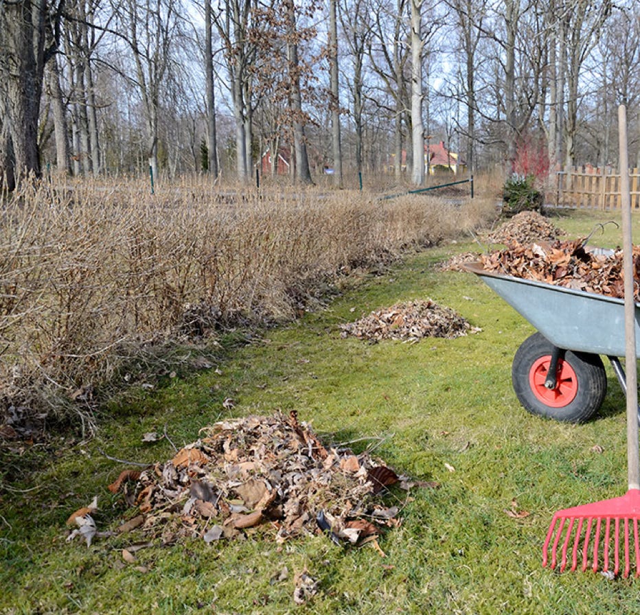 Garden Clean up Panmure, Hedge & Tree Trimming, Lawnmowing and more. Eastern Property Services