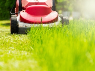 Garden Clean up Howick, Hedge & Tree Trimming, Lawnmowing and more. Eastern Property Services
