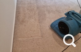 Carpet Cleaning, Eastern Property Services is East Auckland’s premier professional property service agency